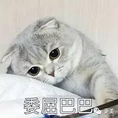 娱乐吃瓜君折耳猫,折耳猫的神秘魅力与争议 第3张 娱乐吃瓜君折耳猫,折耳猫的神秘魅力与争议 第3张